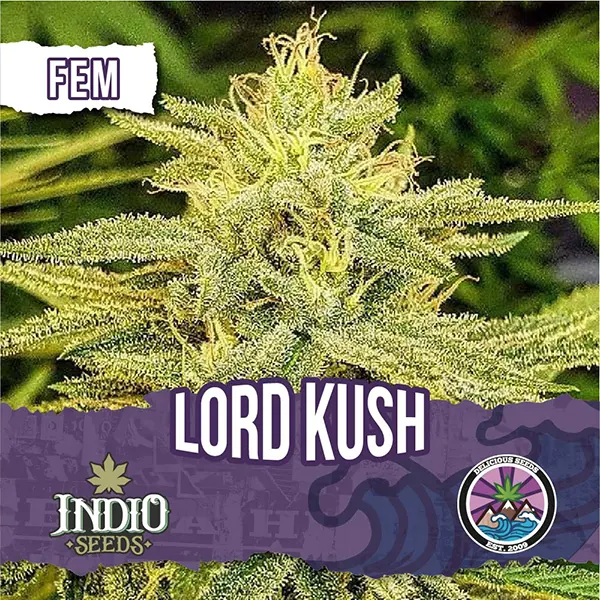 Lord Kush Fem X Delicious Seeds Indio Seeds