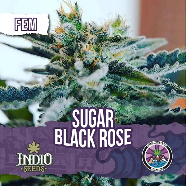 Sugar Black Rose Fem X Delicious Seeds Indio Seeds