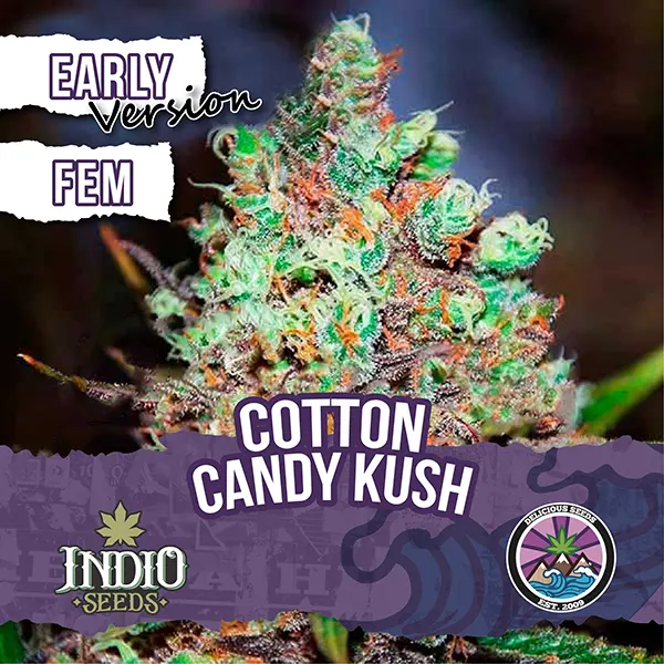 Cotton Candy Kush Early Version x3 Delicious Seeds Indio Seeds