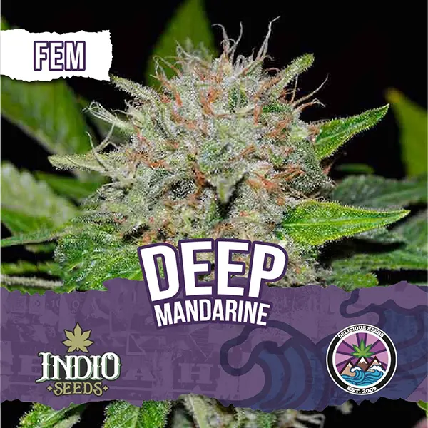 Deep Mandarine CBD X3 Delicious Seeds Indio Seeds