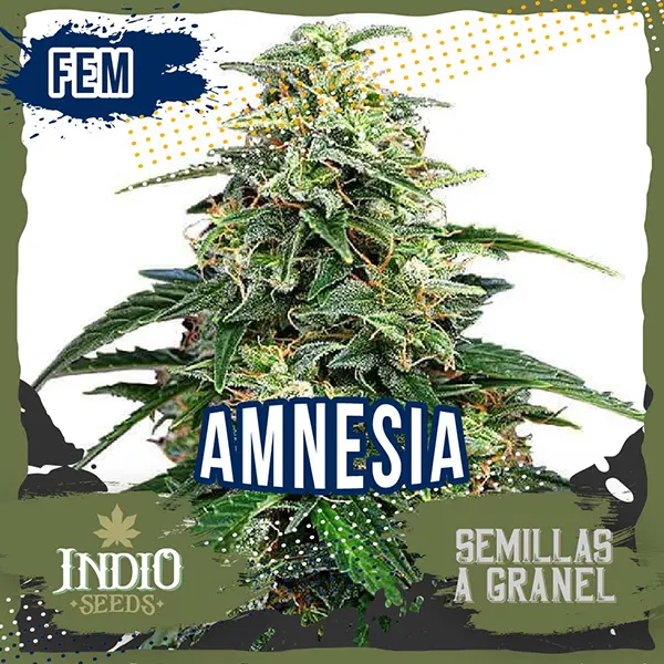 Semillas Feminizadas Ananda001 – Anandamida x3 – JuaniJuana