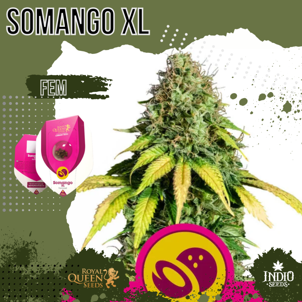 Somango Xl X Royal Queen Indio Seeds