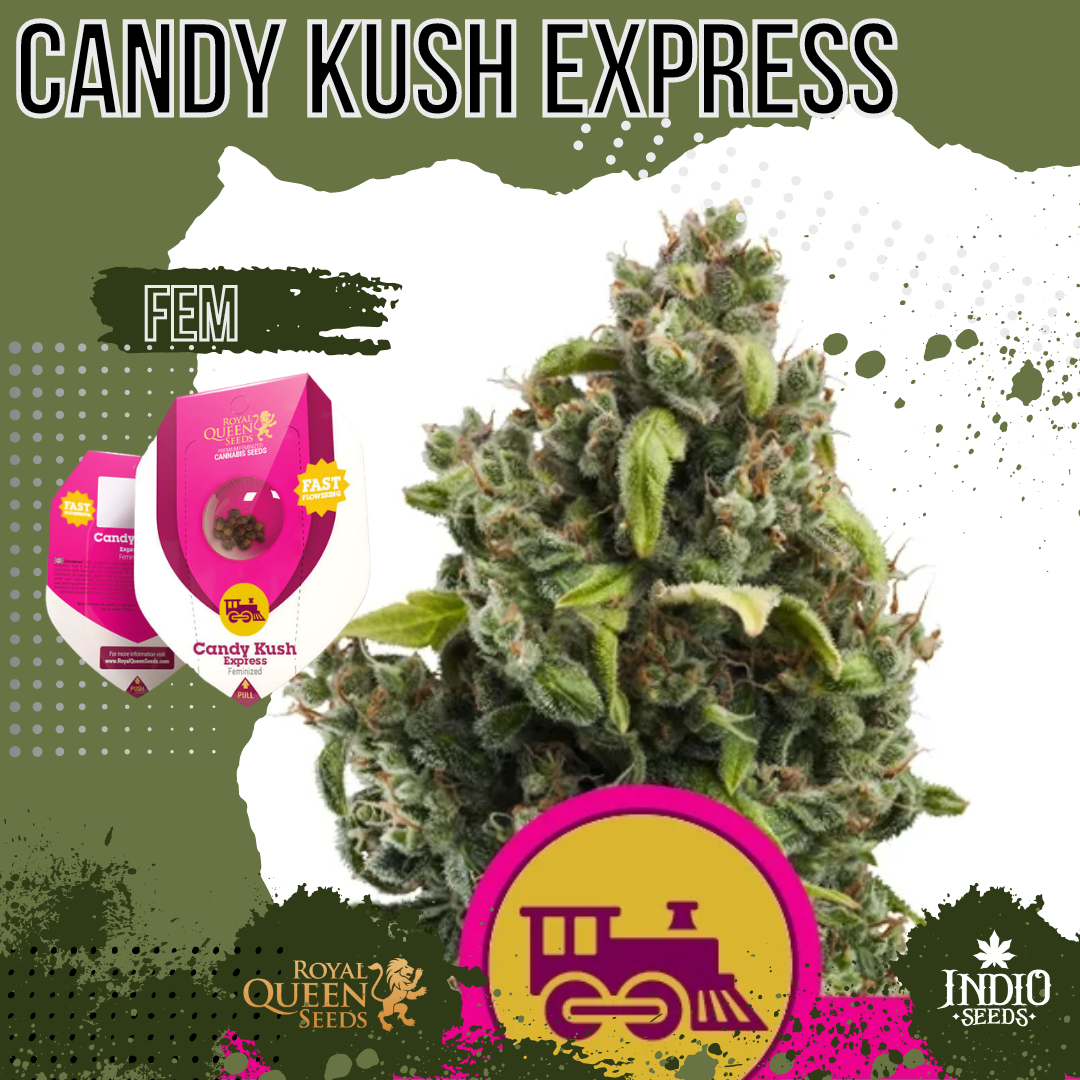 Candy Kush Express (Faster) X3 - Royal Queen | Indio Seeds