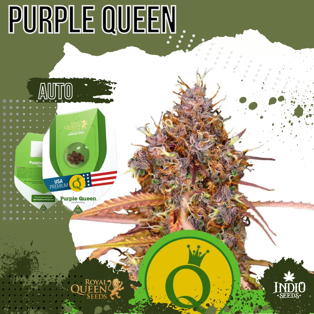 Purple Queen Auto X3 - Royal Queen | Indio Seeds