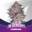 BSF Blueberry Feminized