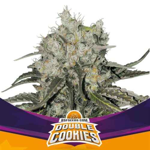 BSF Double Cookies