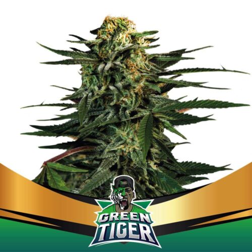 BSF Green Tiger