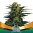 BSF Green Tiger