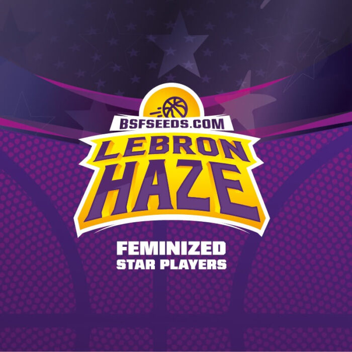 BSF Lebron Haze Ferminized Star Players