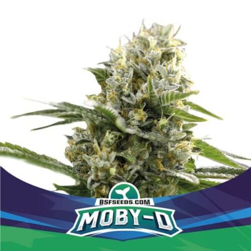 BSF Moby Dick XXL Auto