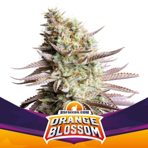 BSF Orange Blossom XXL Auto