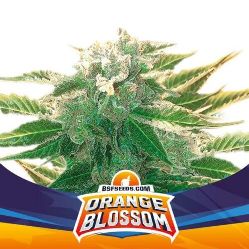 BSF Orange Blossom XXL Auto