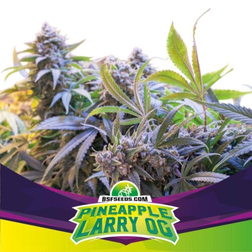 BSF Pineapple Larry OG