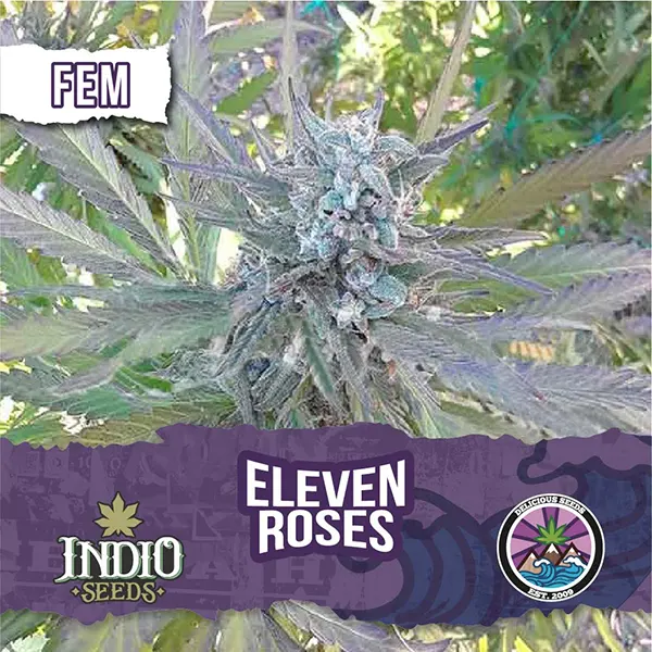 Eleven Roses Fem x5 - Delicious Seeds | Indio Seeds