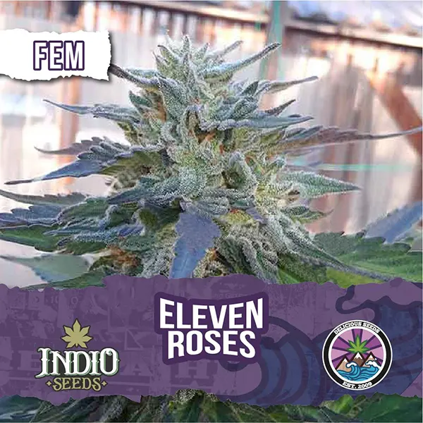 Eleven Roses Fem x5 - Delicious Seeds | Indio Seeds