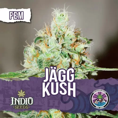 Jagg Kush 1