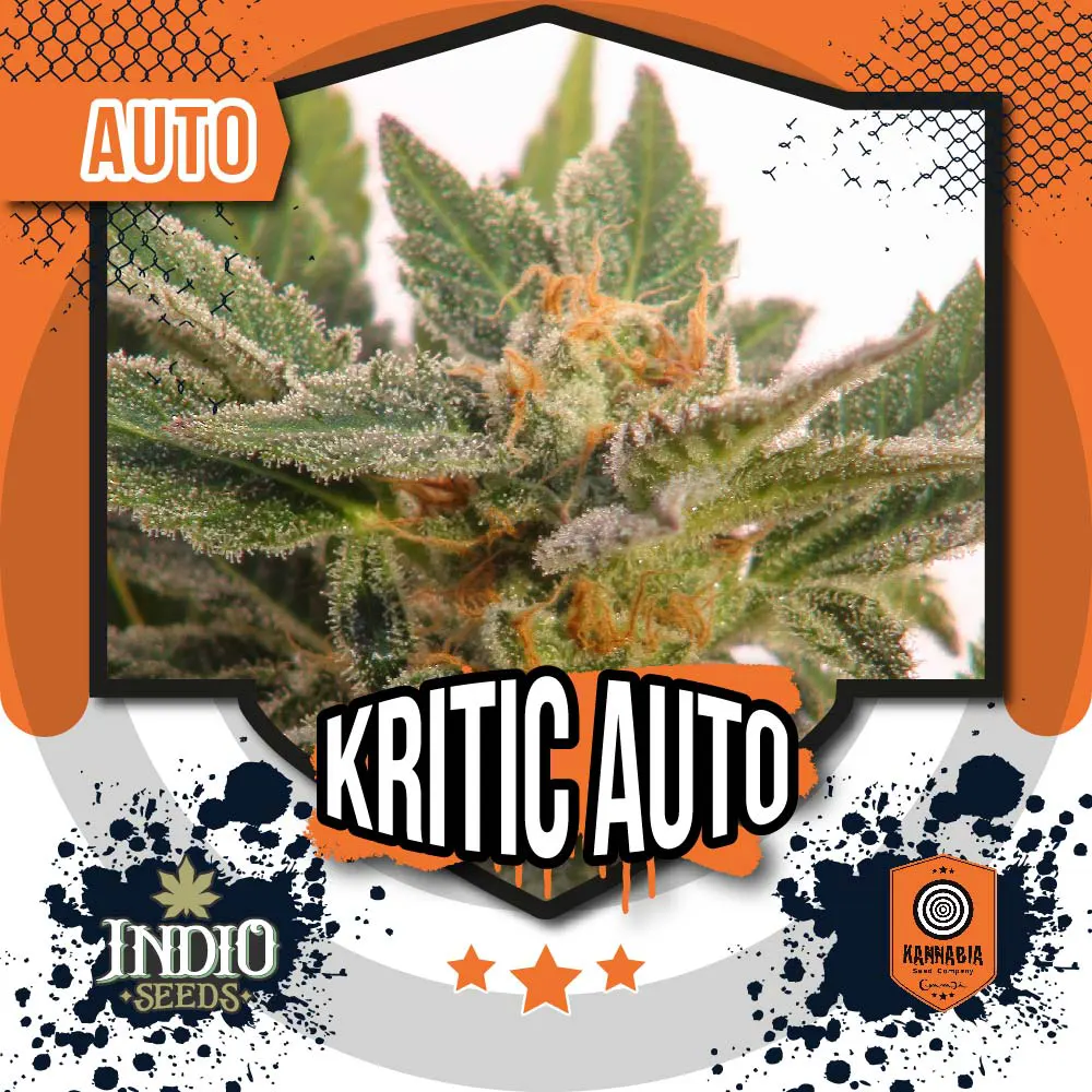 Kitric Auto - Kannabia