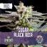 Sugar Black Rose 06