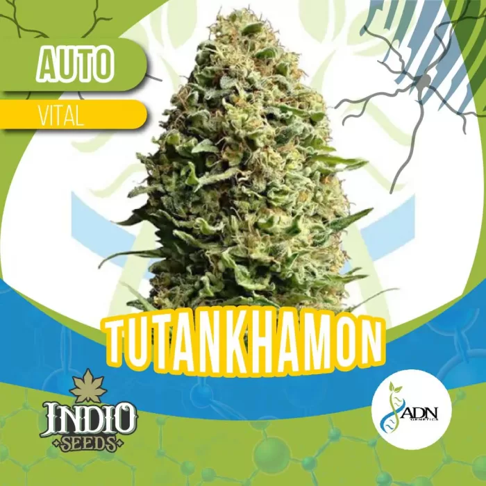 adn genetics auto tutankhamon
