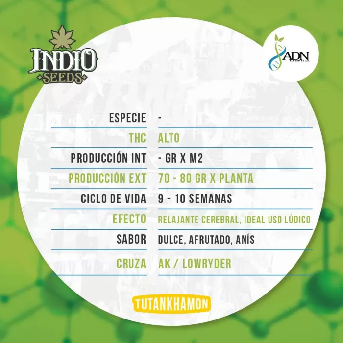 adn genetics auto tutankhamon descripcion