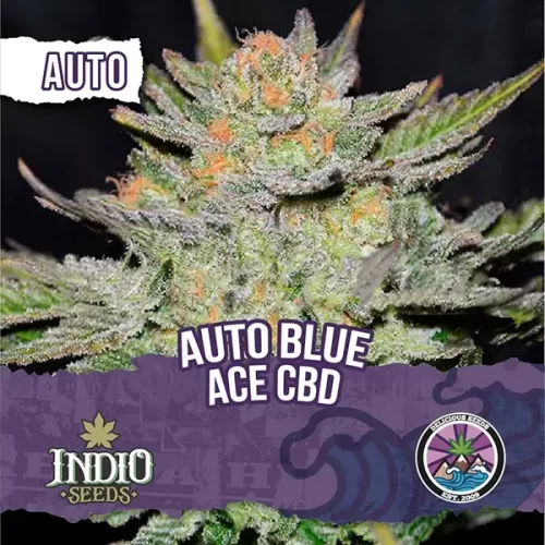 delicious seeds auto blue ace cbd