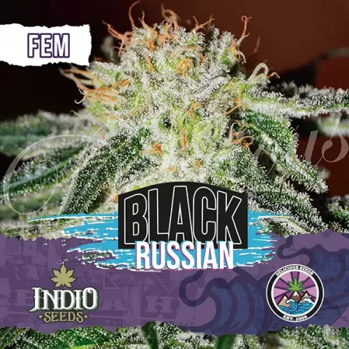 delicious seeds black russian