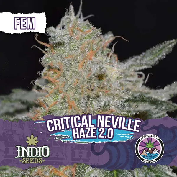 delicious seeds critical neville haze 2.0 fem