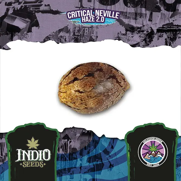 delicious seeds critical neville haze 2.0 semilla