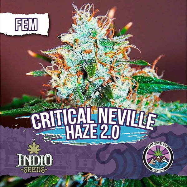 delicious seeds critical neville haze 2.0