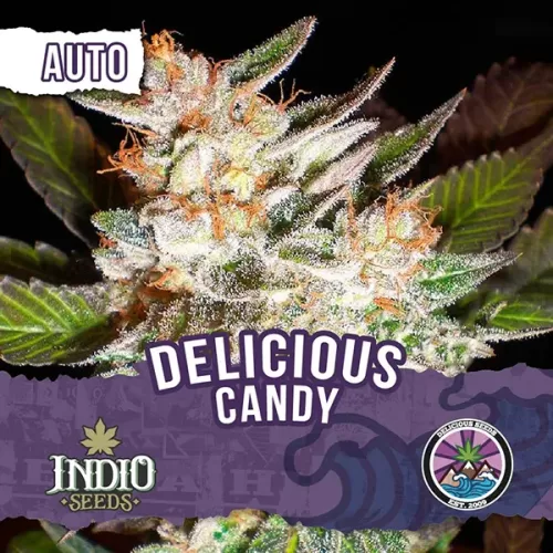 delicious seeds delicious candy auto