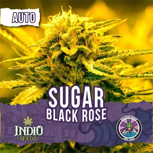 delicious seeds sugar black rose auto