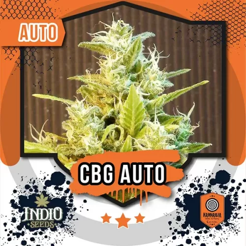 kannabia cbg auto