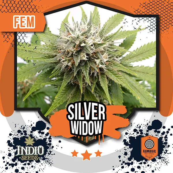 kannabia silver widow