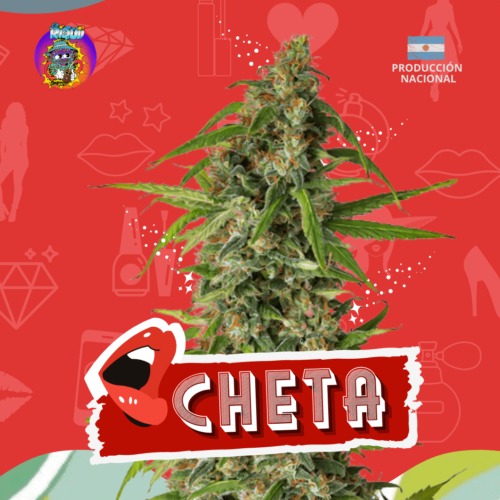 cheta1