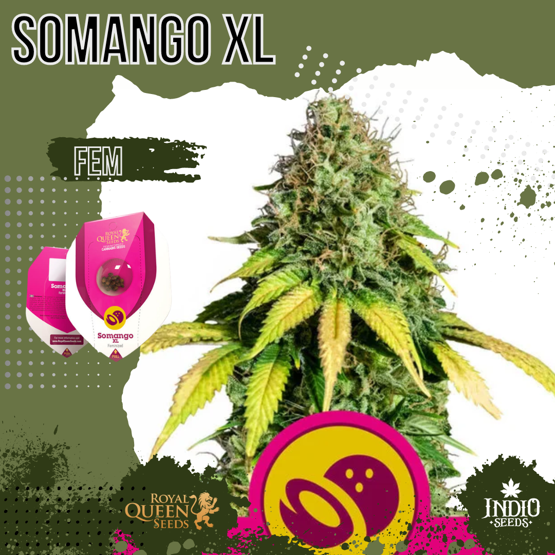 Somango XL X3 - Royal Queen