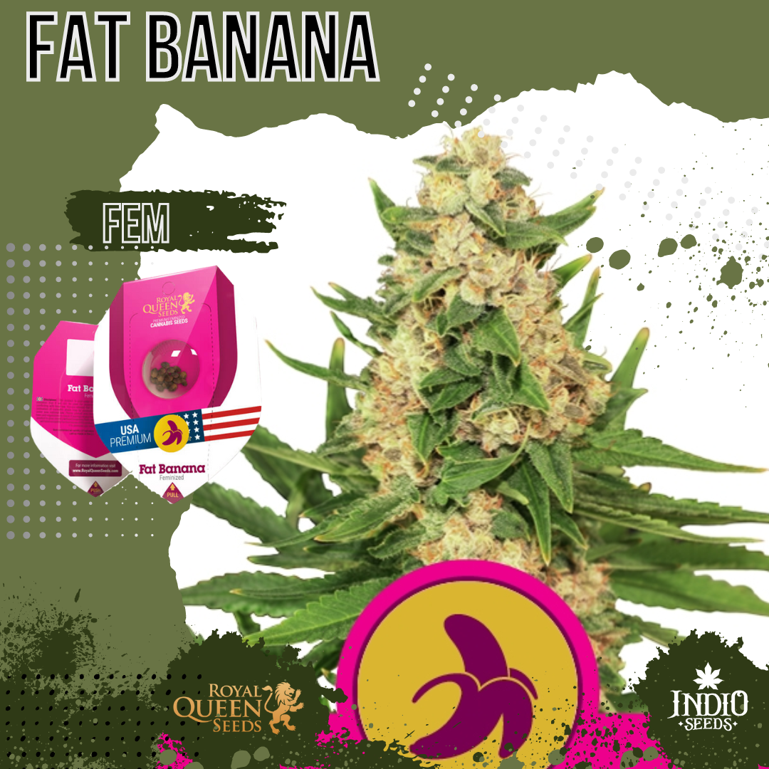 Fat Banana X3 - Royal Queen | Indio Seeds