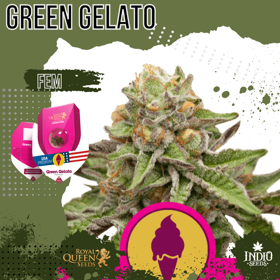 Green Gelato X3 - Royal Queen