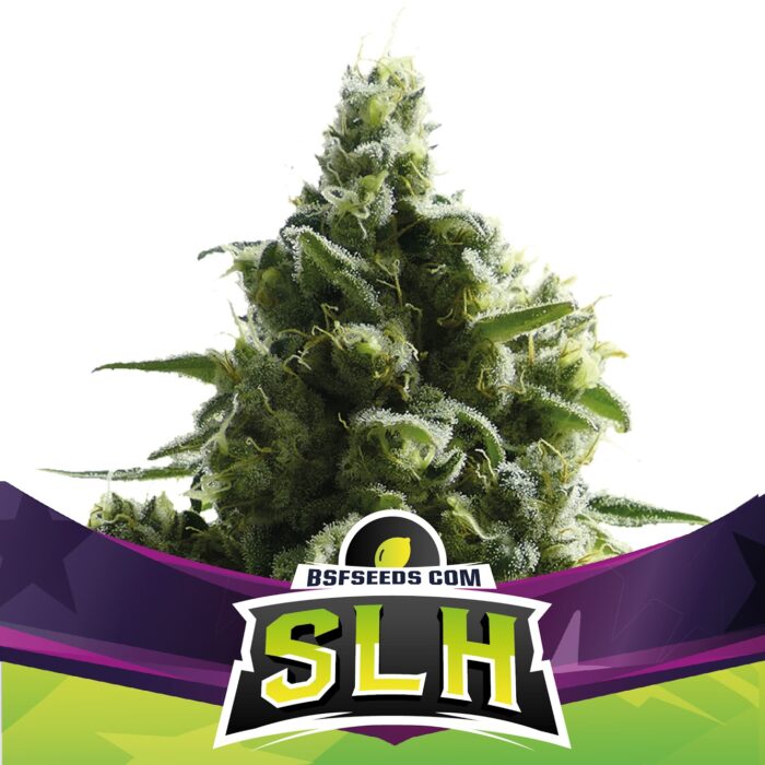 SLH x4- Super Lemon Haze Fem - BSF