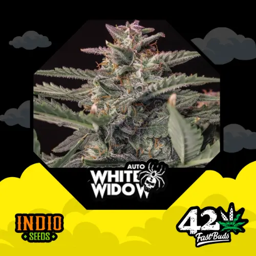 White Widow x3 - FastBuds