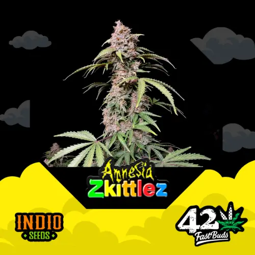 Amnesia Zkittlez x3 - FastBuds