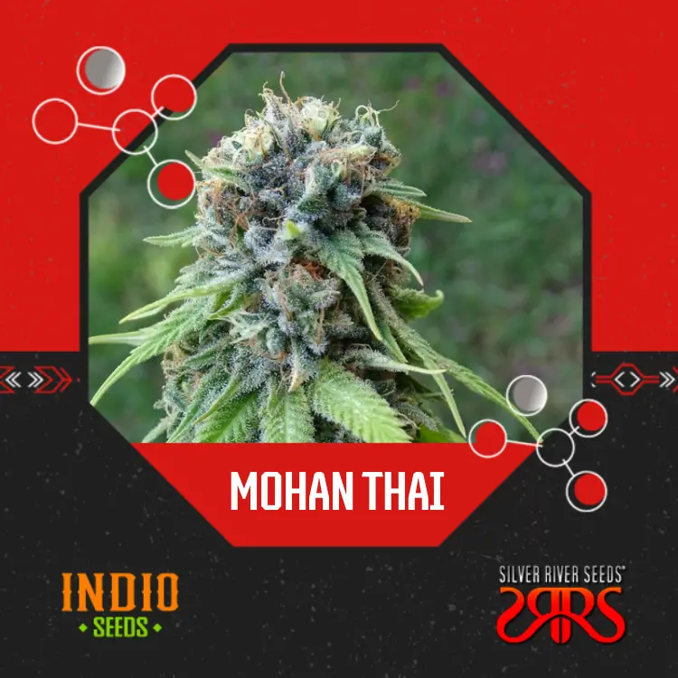 Mohan Thai x5 - Silver River