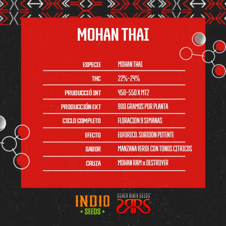 Mohan Thai x5 - Silver River - Imagen 2
