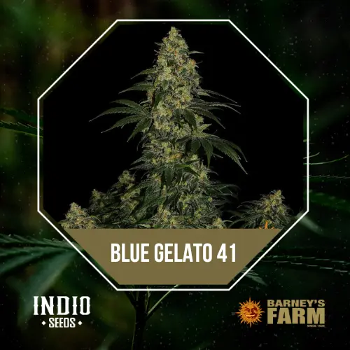 Blue Gelato 41 x3 - Barneys Farm