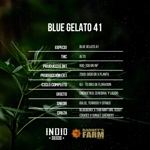 Blue Gelato 41 x3 - Barneys Farm - Imagen 2