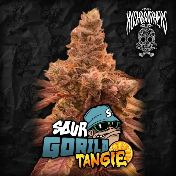 Sour Gorila Tangie x3 - The Kush Brothers - Imagen 2
