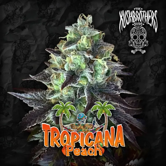 Tropicana Peach x3 - The Kush Brothers - Imagen 2