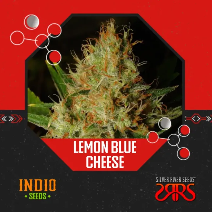 Lemon Blue Cheese Auto x5 - Silver River