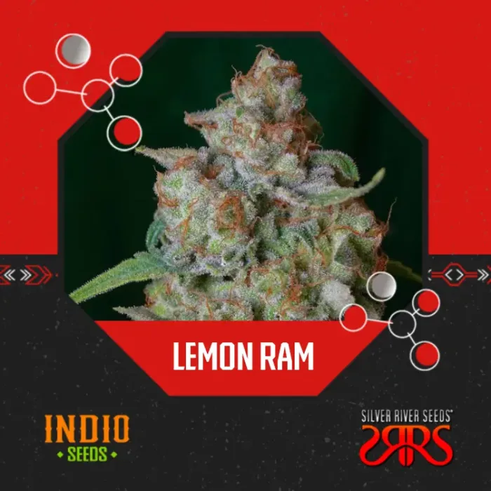 Lemon Ram x5 - Silver River