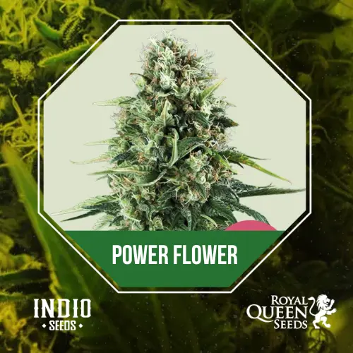 Power Flower X3 - Royal Queen