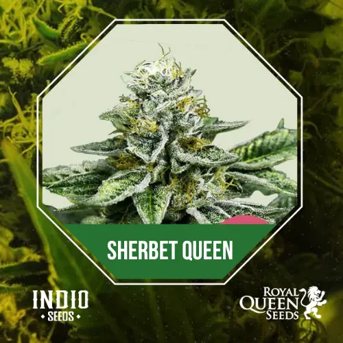 Sherbet Queen X3 - Royal Queen